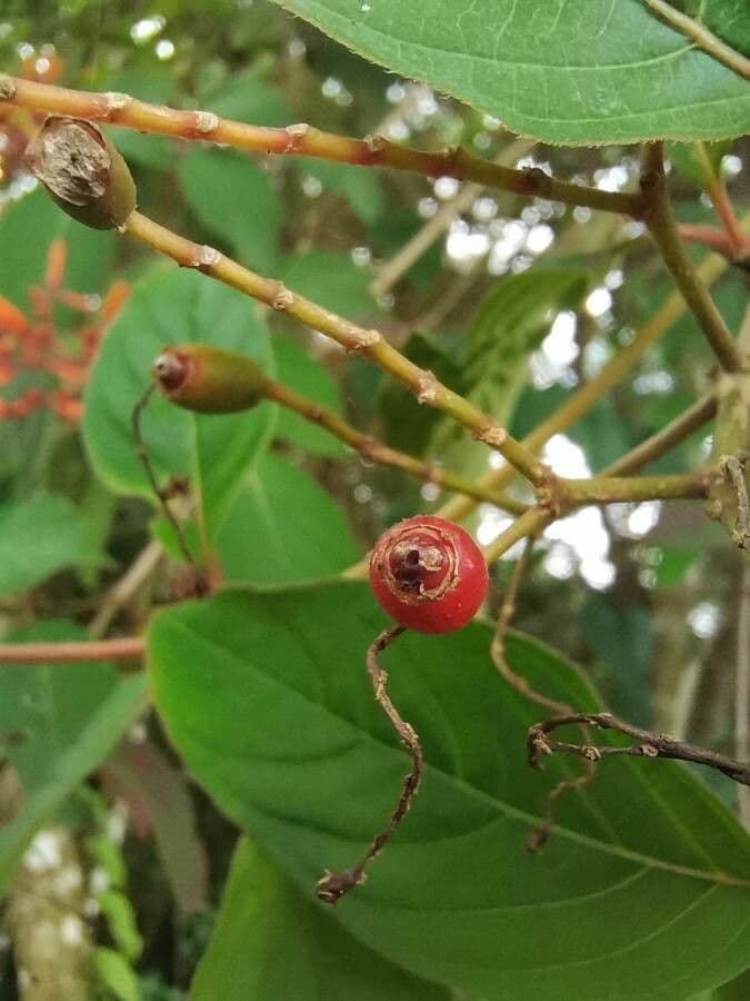 Hamelia