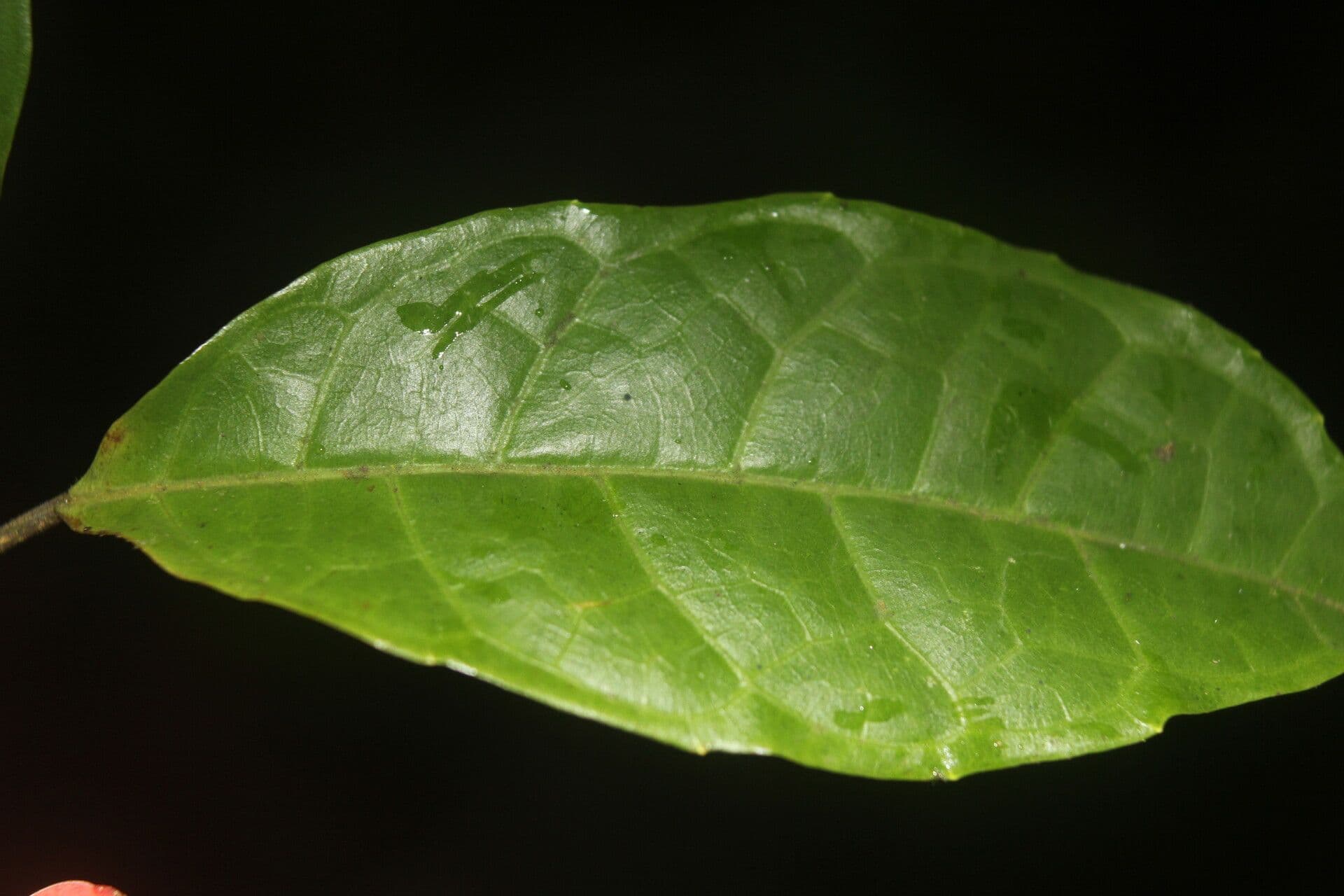 Sorocea 7