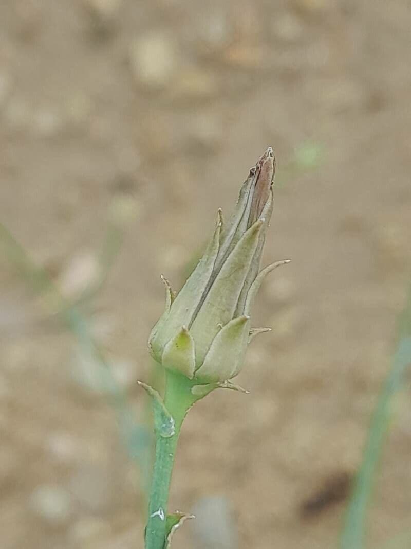 Launea mucronata