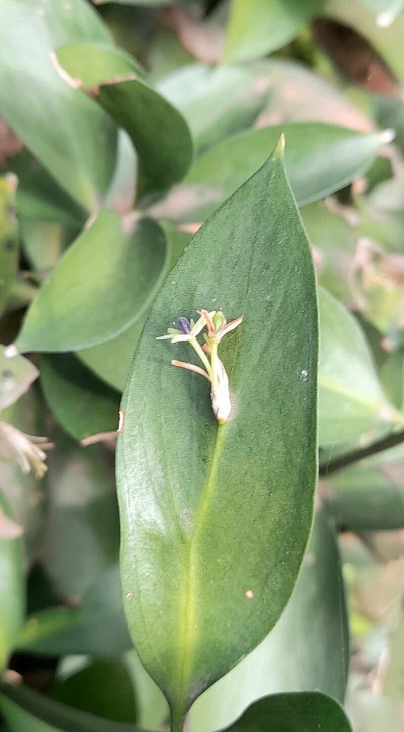 Ruscus hypoglossum 8