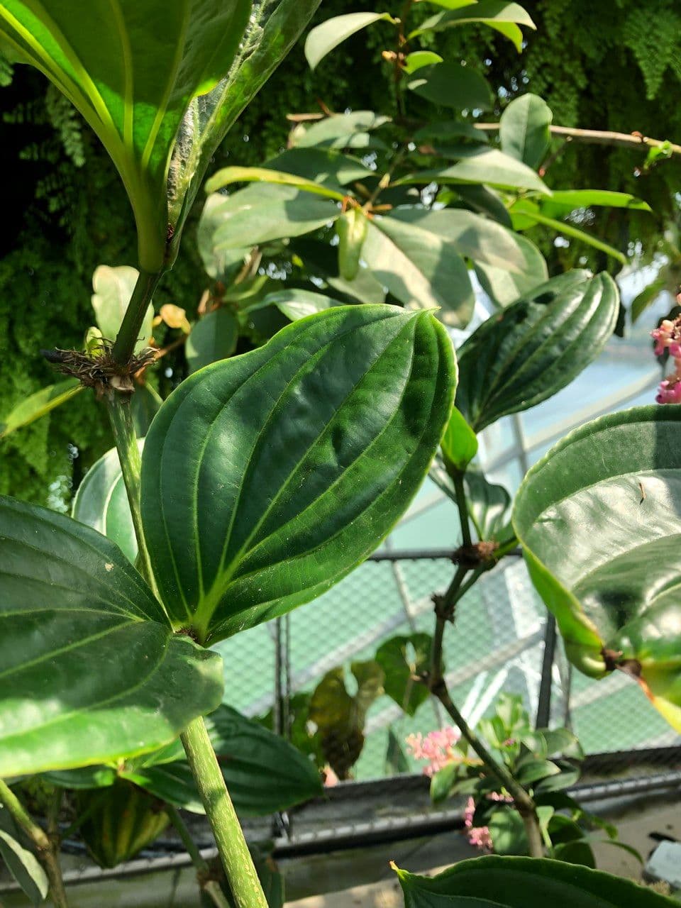 Medinilla 13