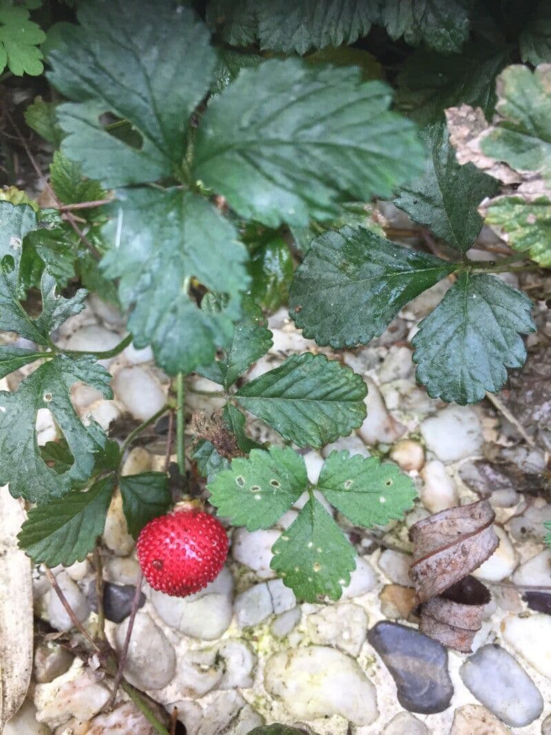 Strawberryleaf cinquefoil 3