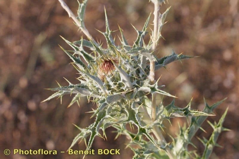 Carlina lanata 23