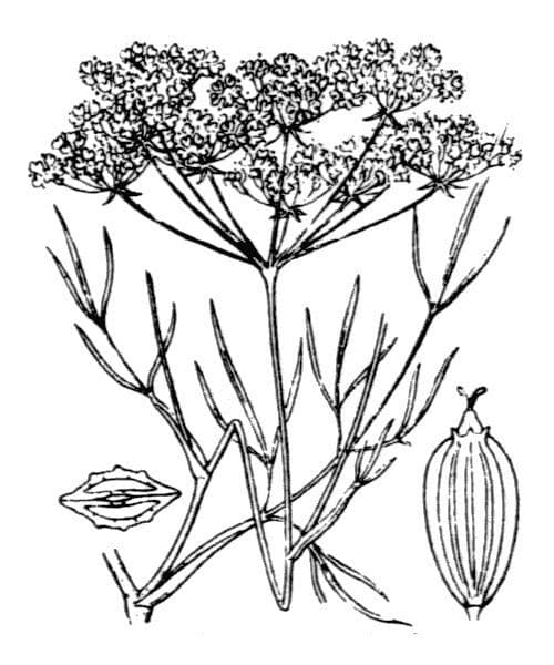 Peucedanum paniculatum 10
