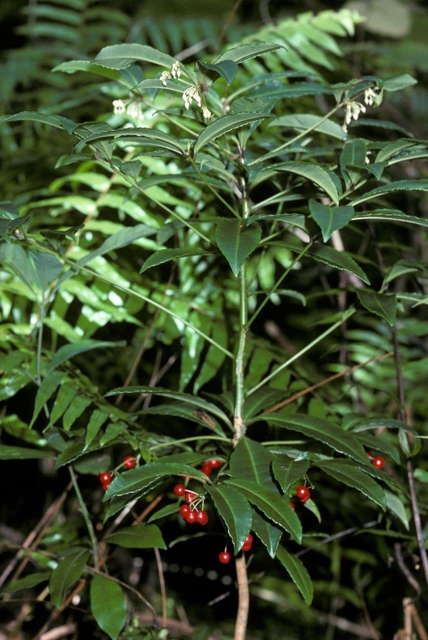 Ardisia crenata 7