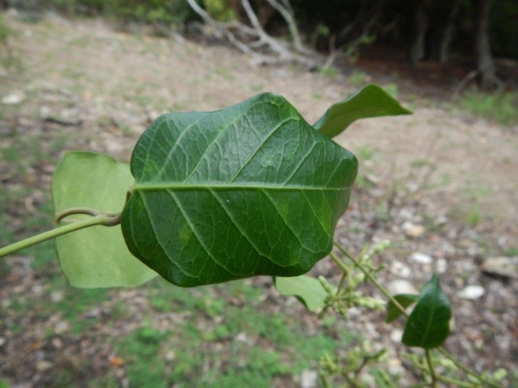 Parsonsia 4