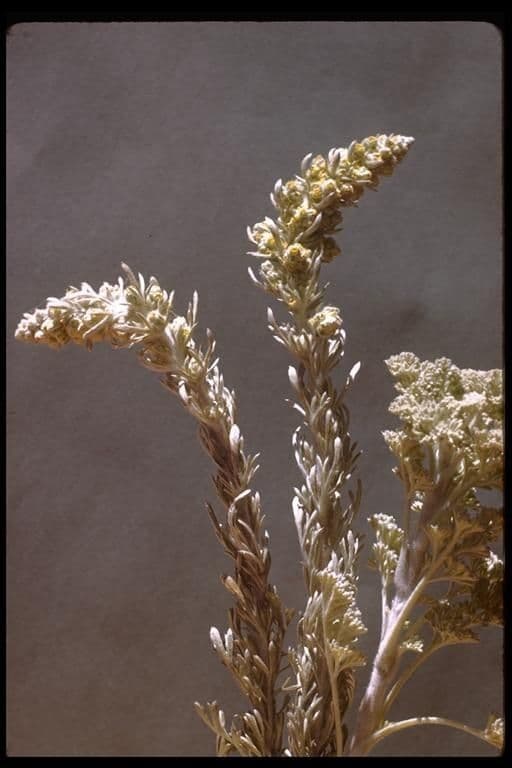 Artemisia pycnocephala 2