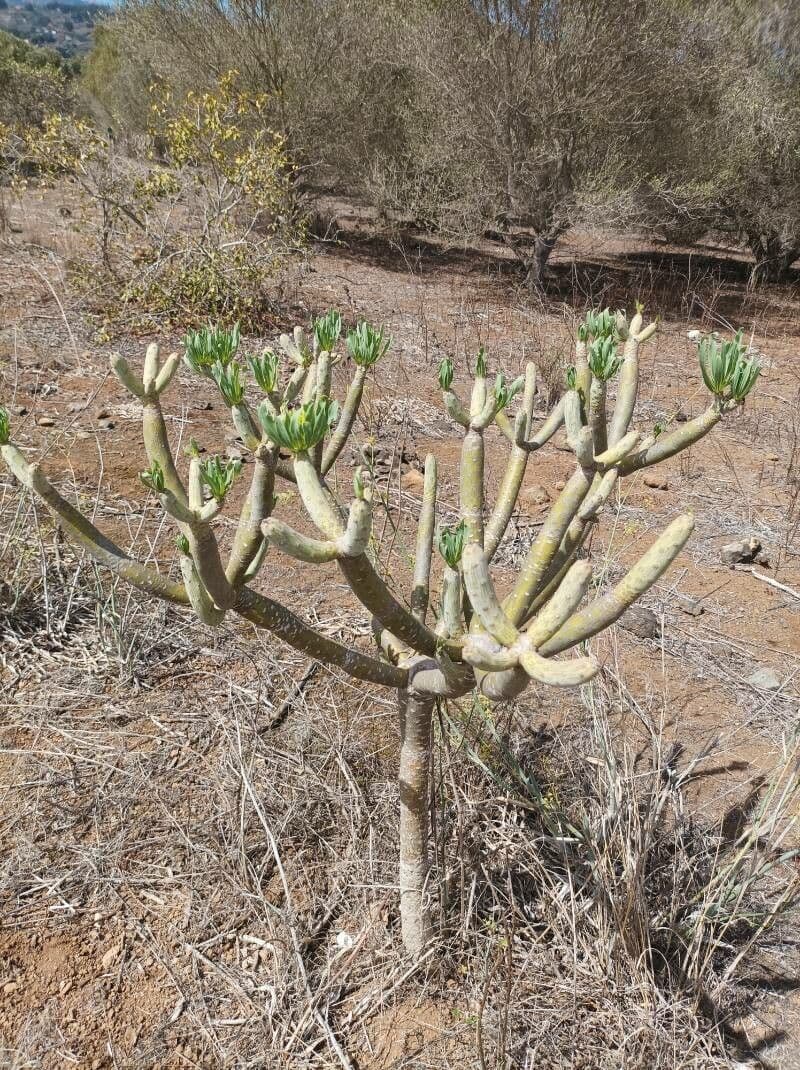 Kleinia 23