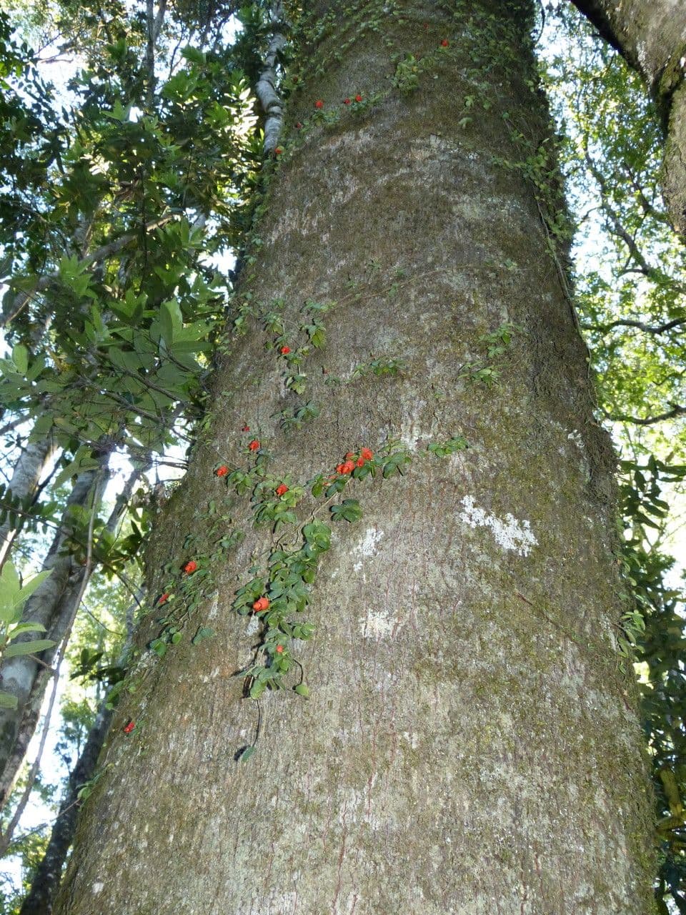 Mitraria 20