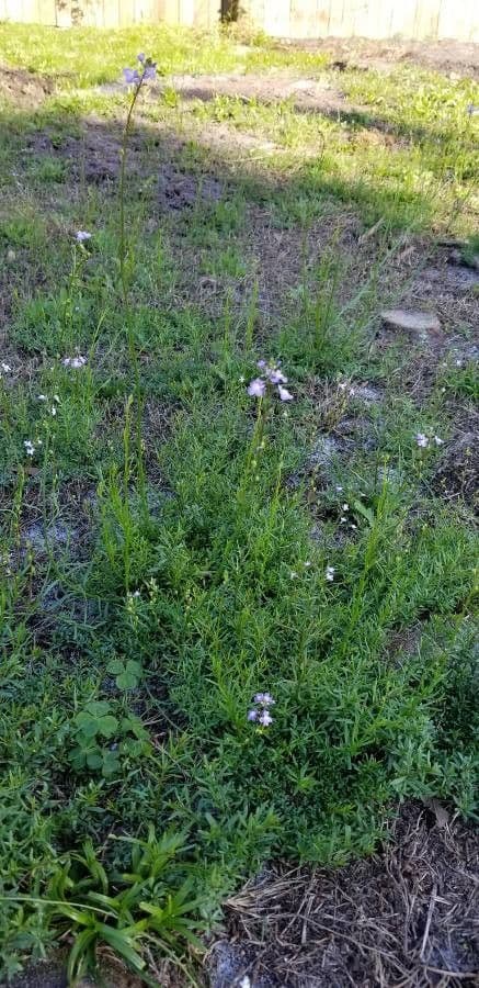 Nuttallanthus floridanus 9