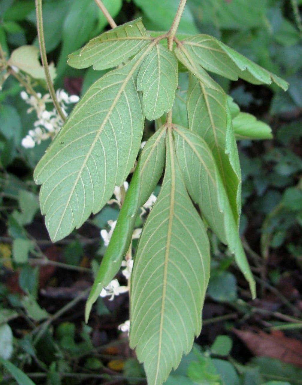 Serjania rhombea 3