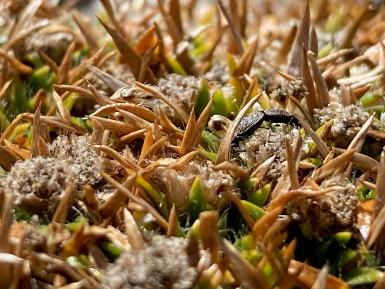 Paepalanthus 13