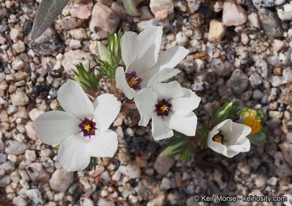 Linanthus 5