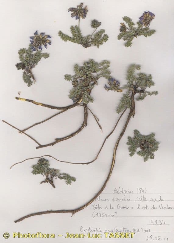 Falkenblume 6