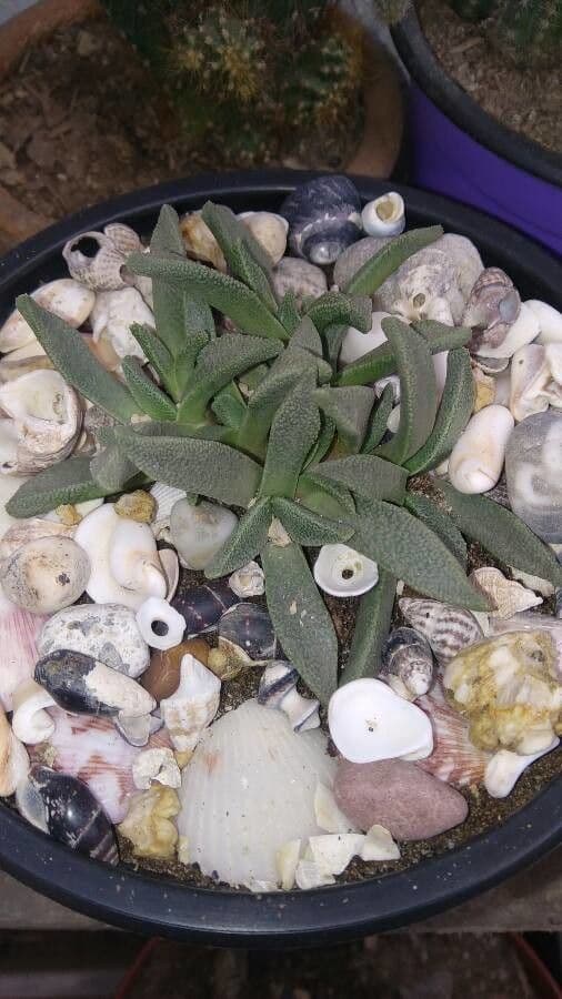 Roccia divisa 5