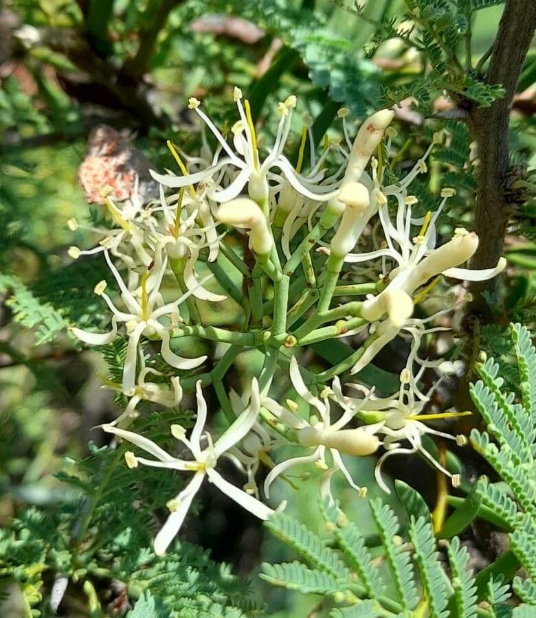 Tripodanthus 4