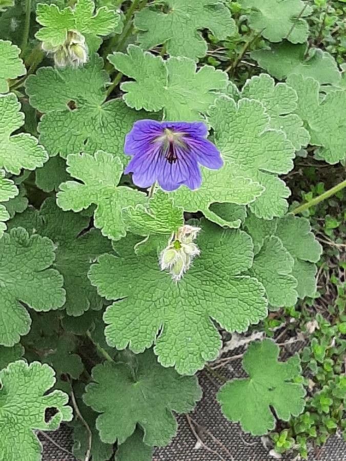 Géranium à larges pétales 18
