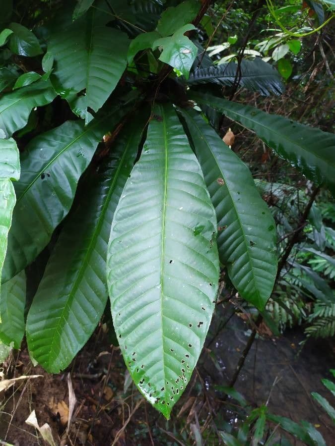 Barringtonia