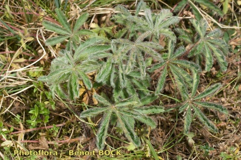 Potentilla eptafilla 8