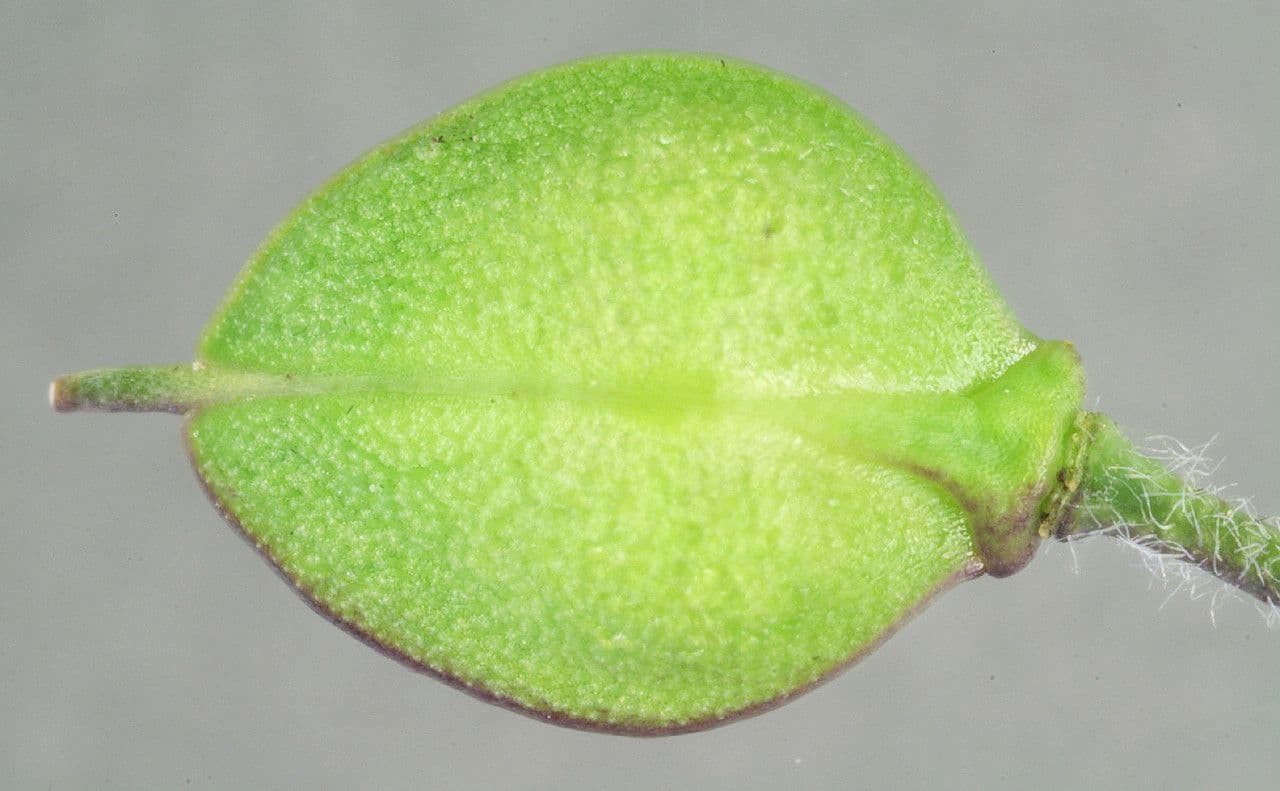 Lepidio eterofillo