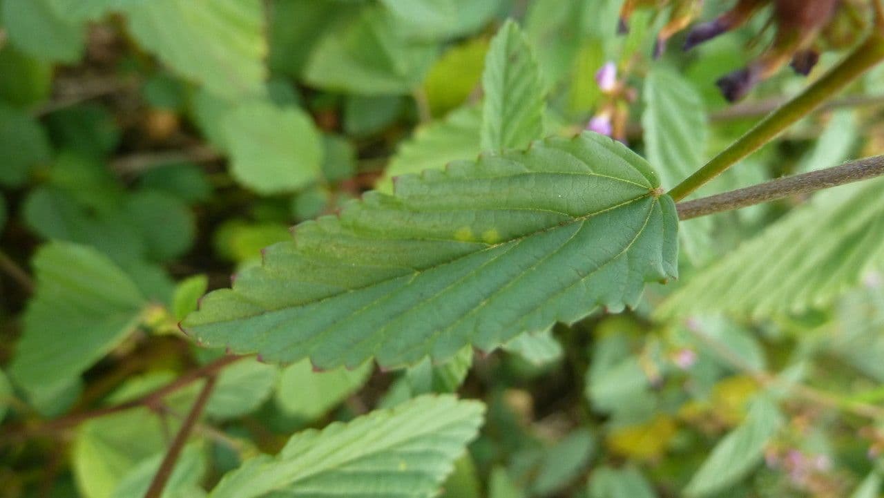 Pyramidenblume 17