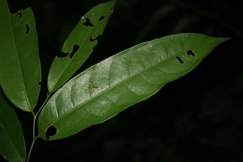Eschweilera micrantha 7
