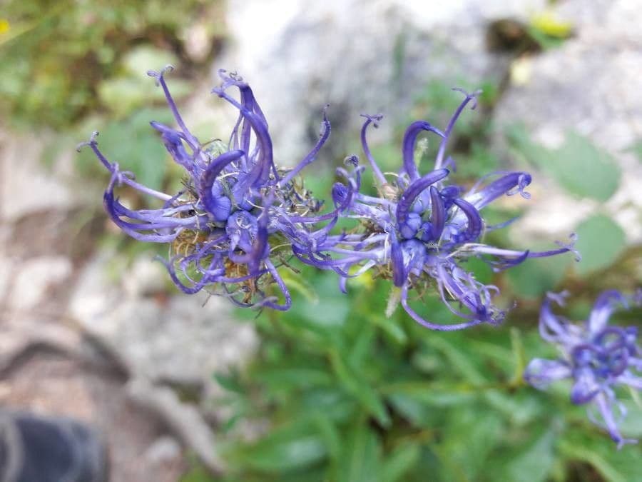 Campanula di Charmel 5
