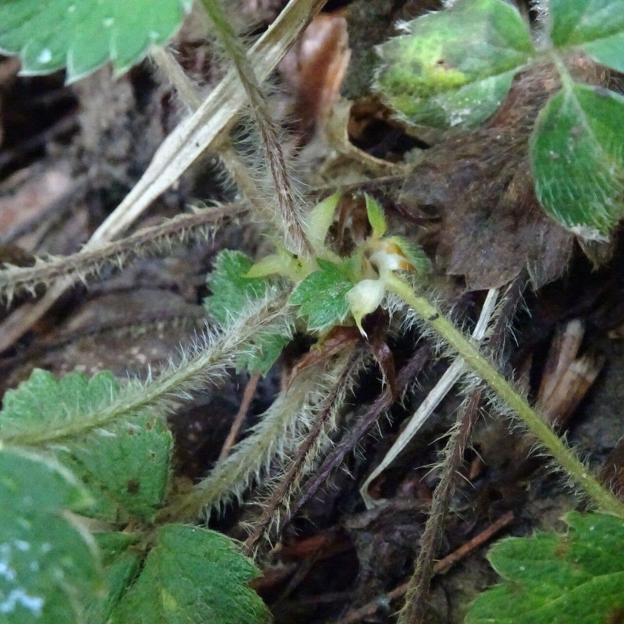 Strawberryleaf cinquefoil 24
