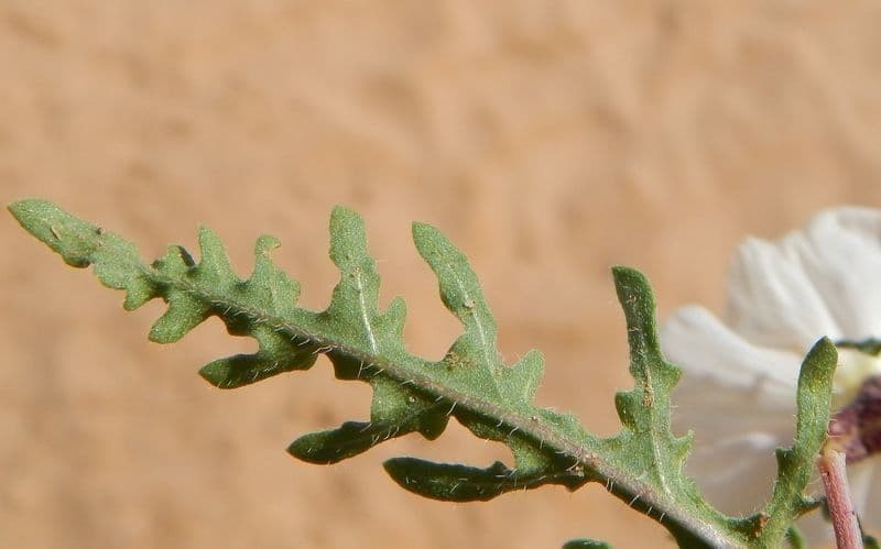 Enagra californiana 14