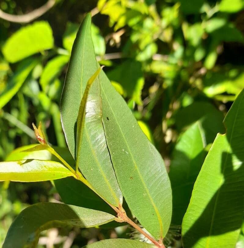 Blepharocalyx 13