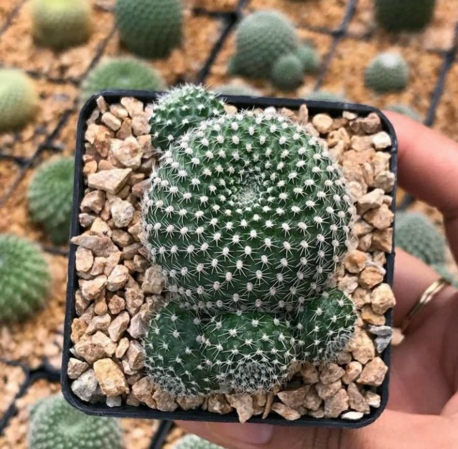 Cactus corona di fuoco 6