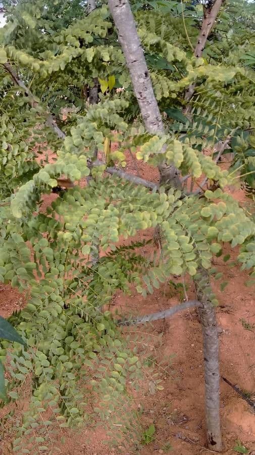 Stryphnodendron 3