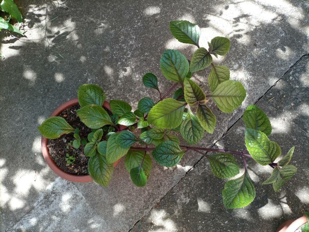 Plectranthus 6