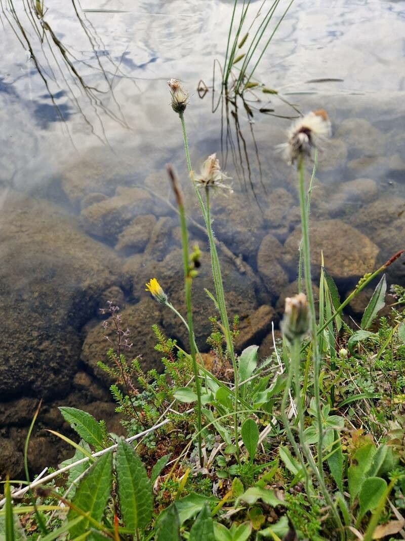 Alpen-Habichtskraut 5