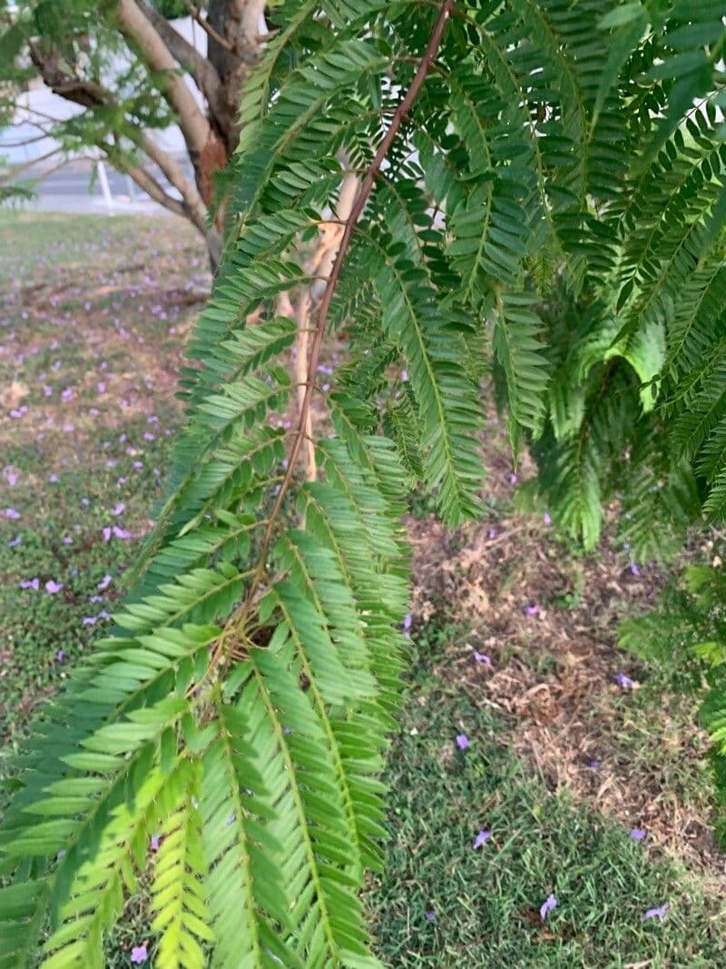 Jacaranda caucana 10