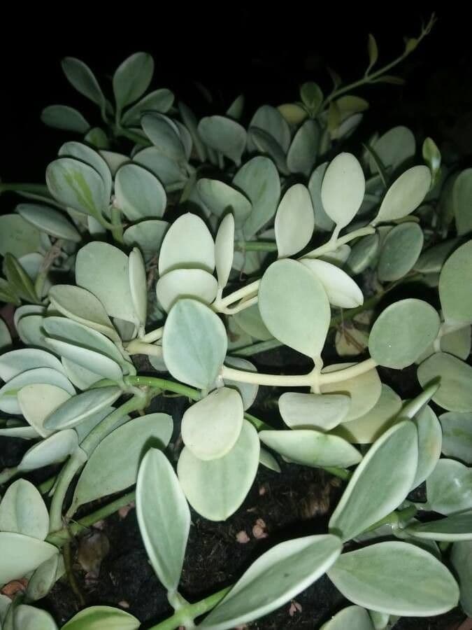 Dischidia 7