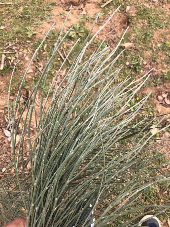 Ginestra multiflora 12