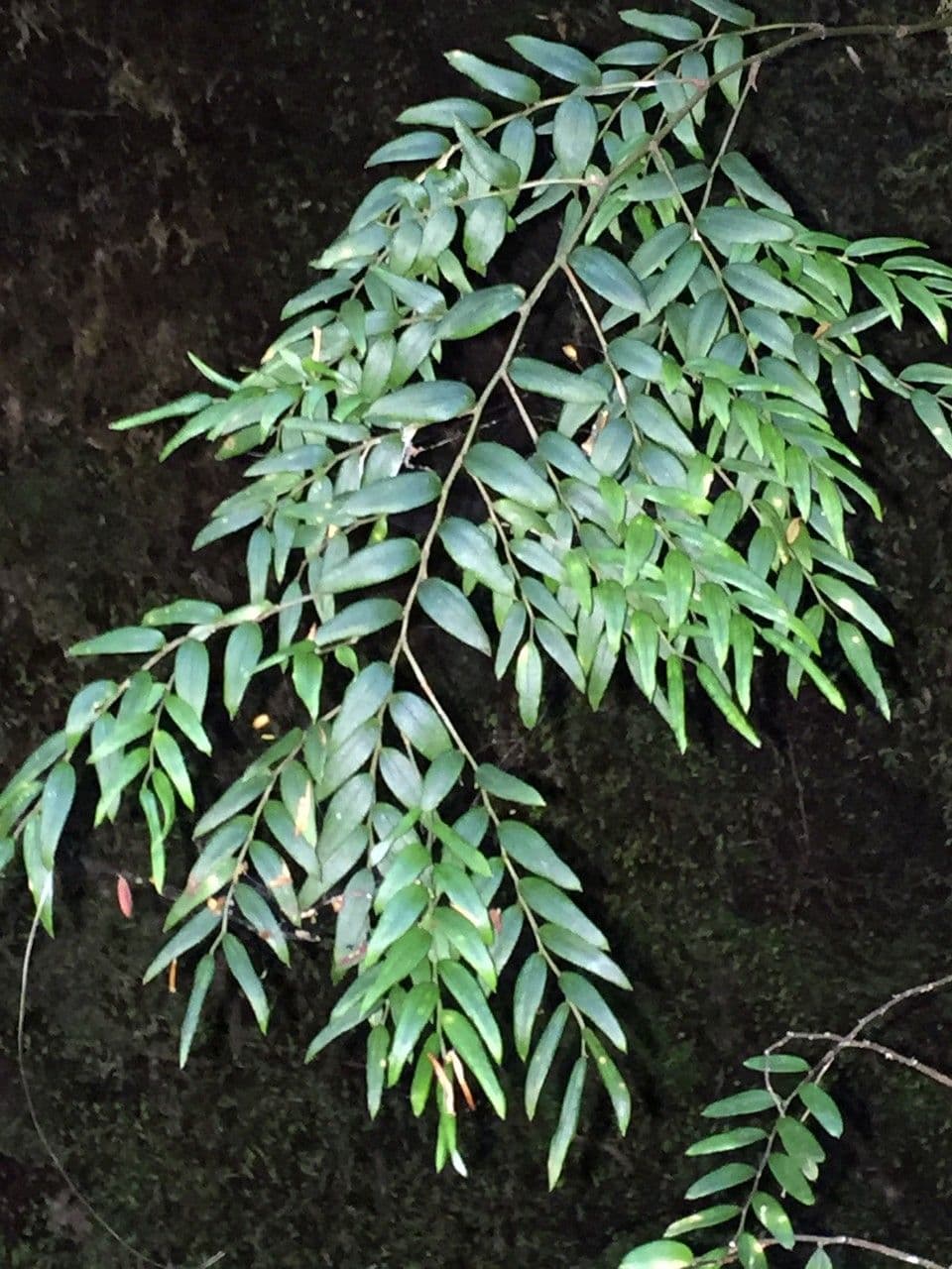 Luzuriaga 14