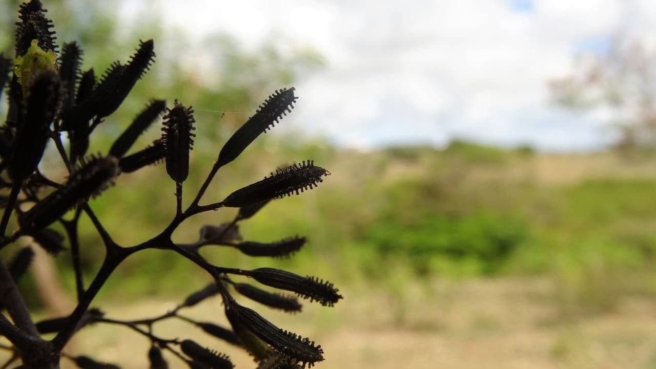 Pisonia 3