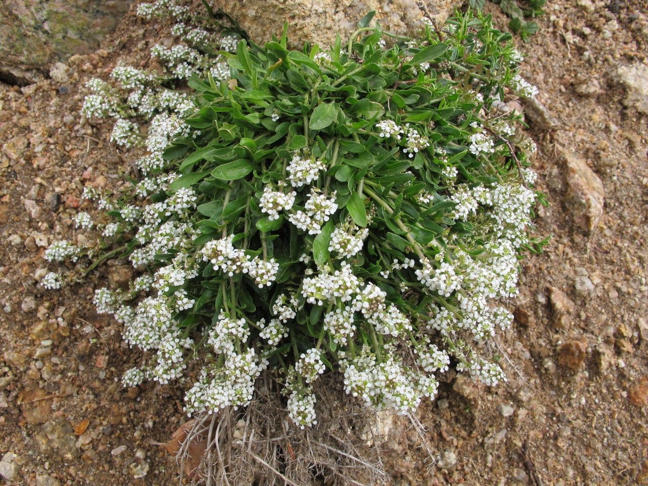 Lepidium 12