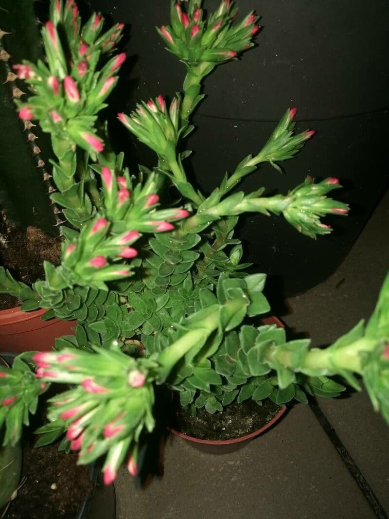 Crassula scarlatta 10