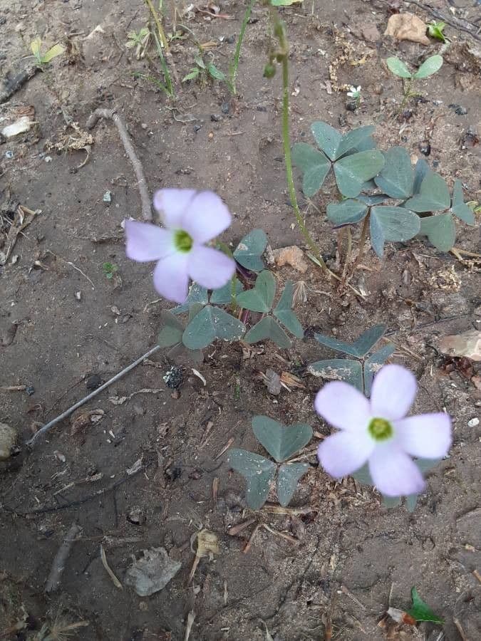 Acetosa viola 3