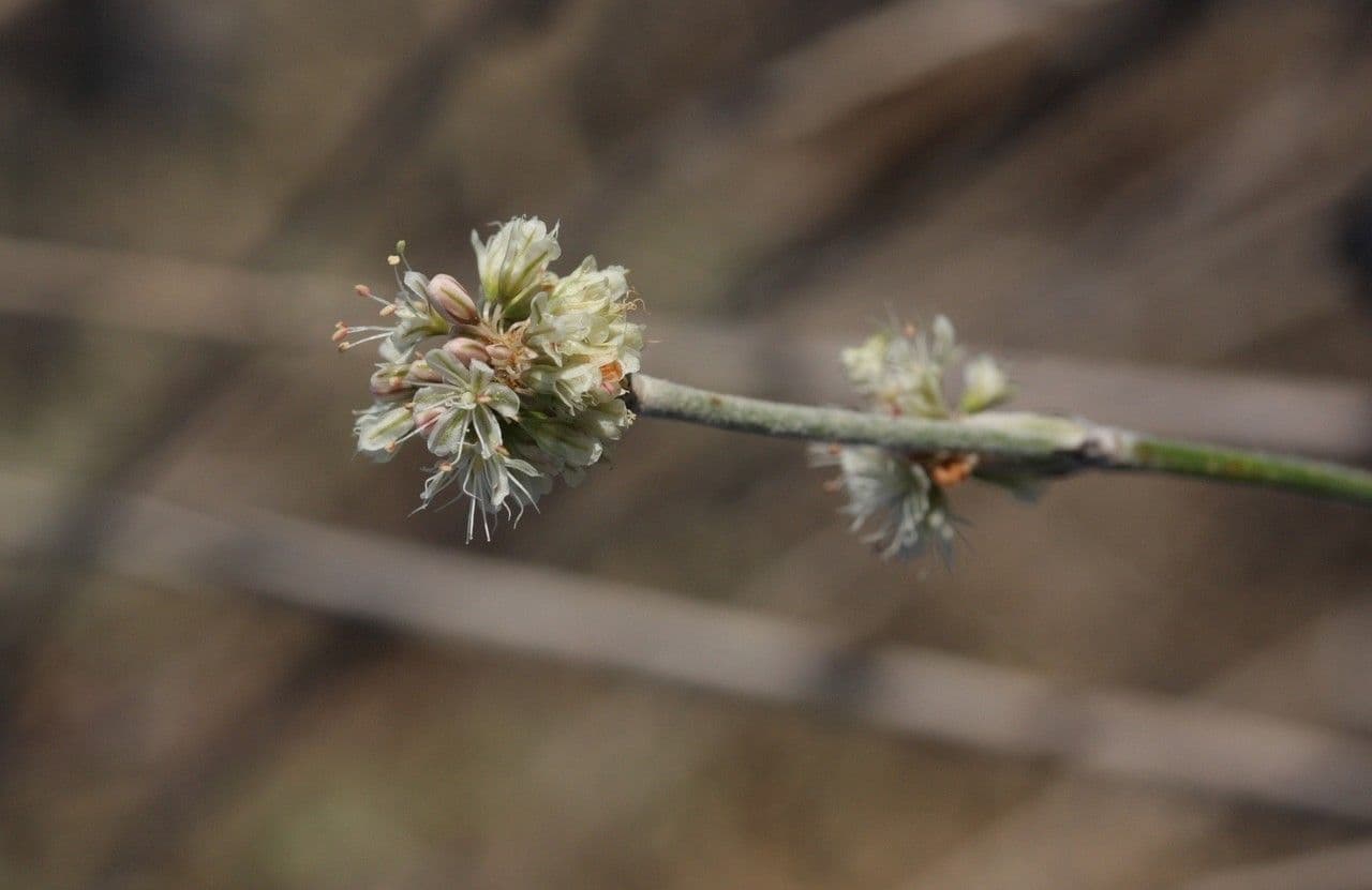 Eriogonum elongatum 4