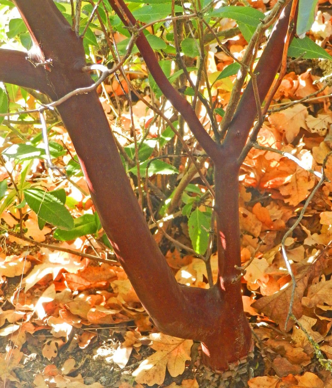 Manzanita 25