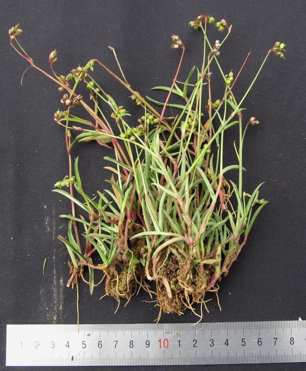 Murdannia nudiflora 22