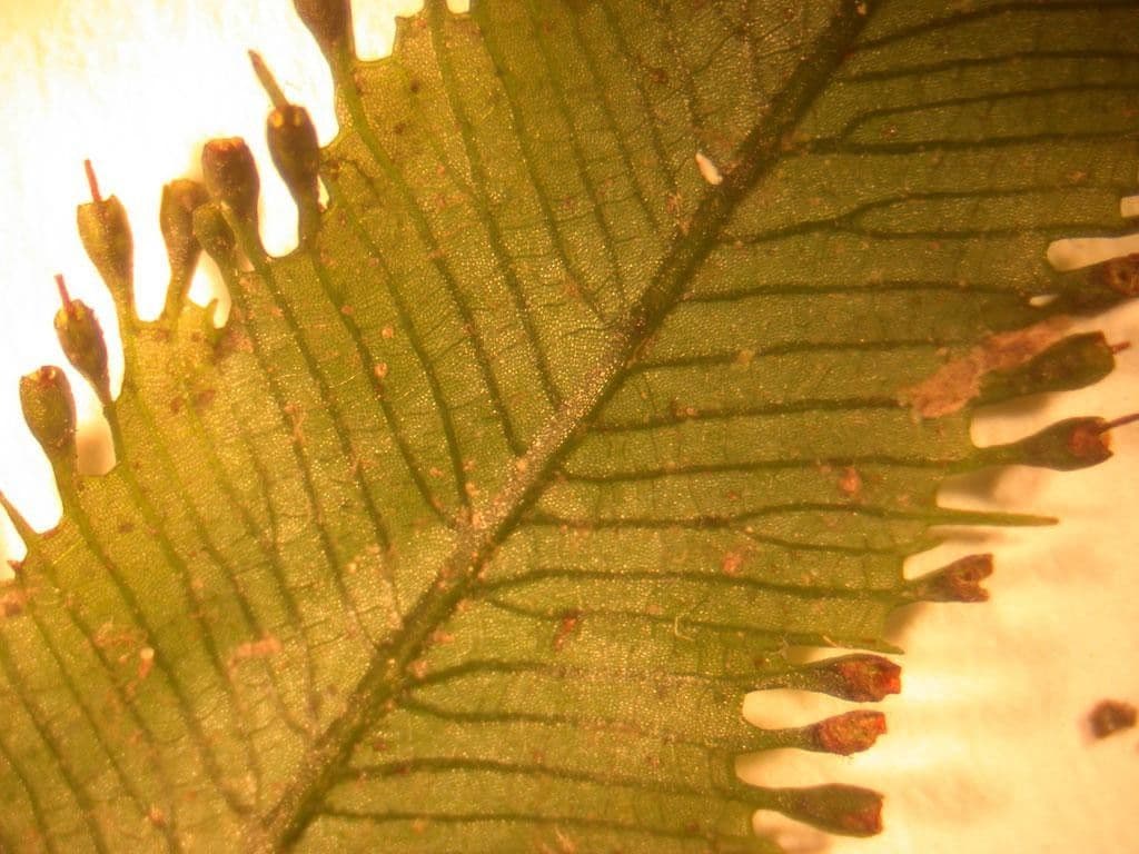Trichomanes pennato 3