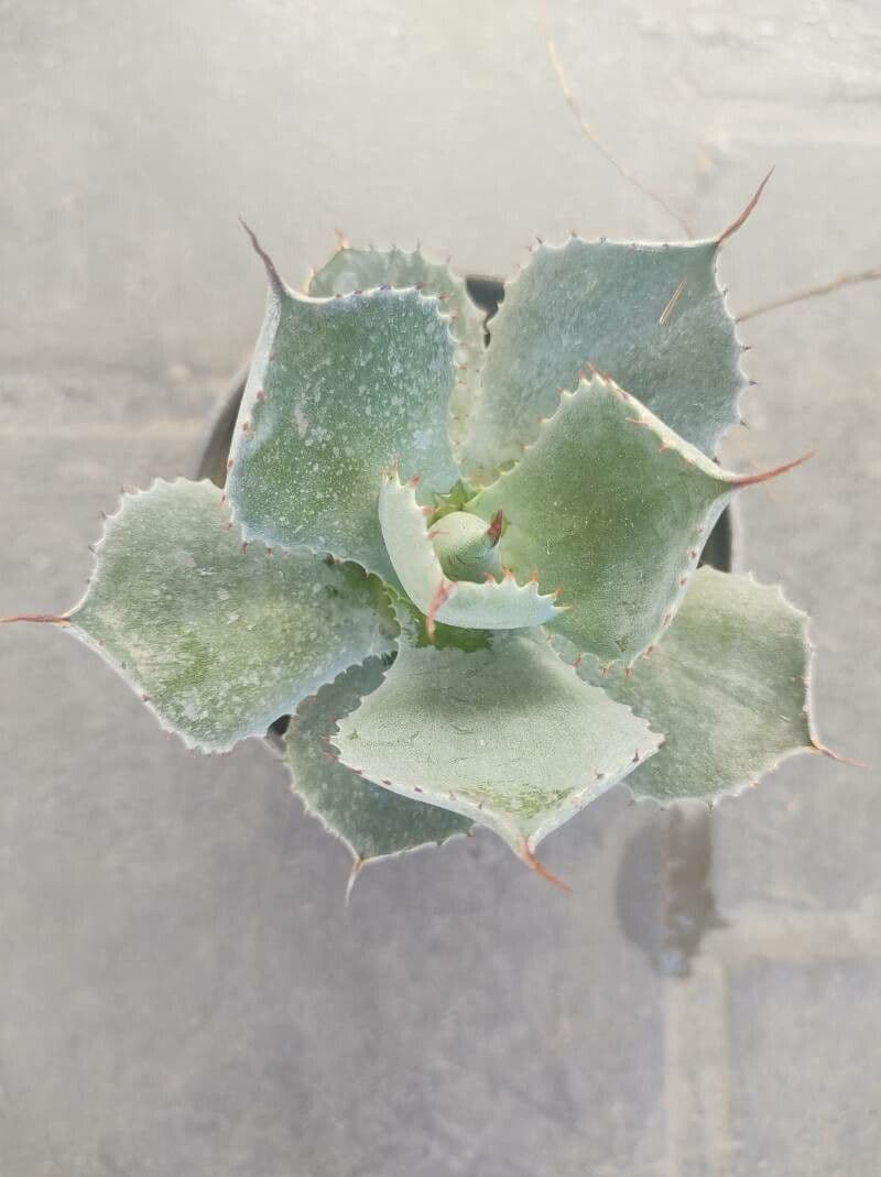 Agave 7