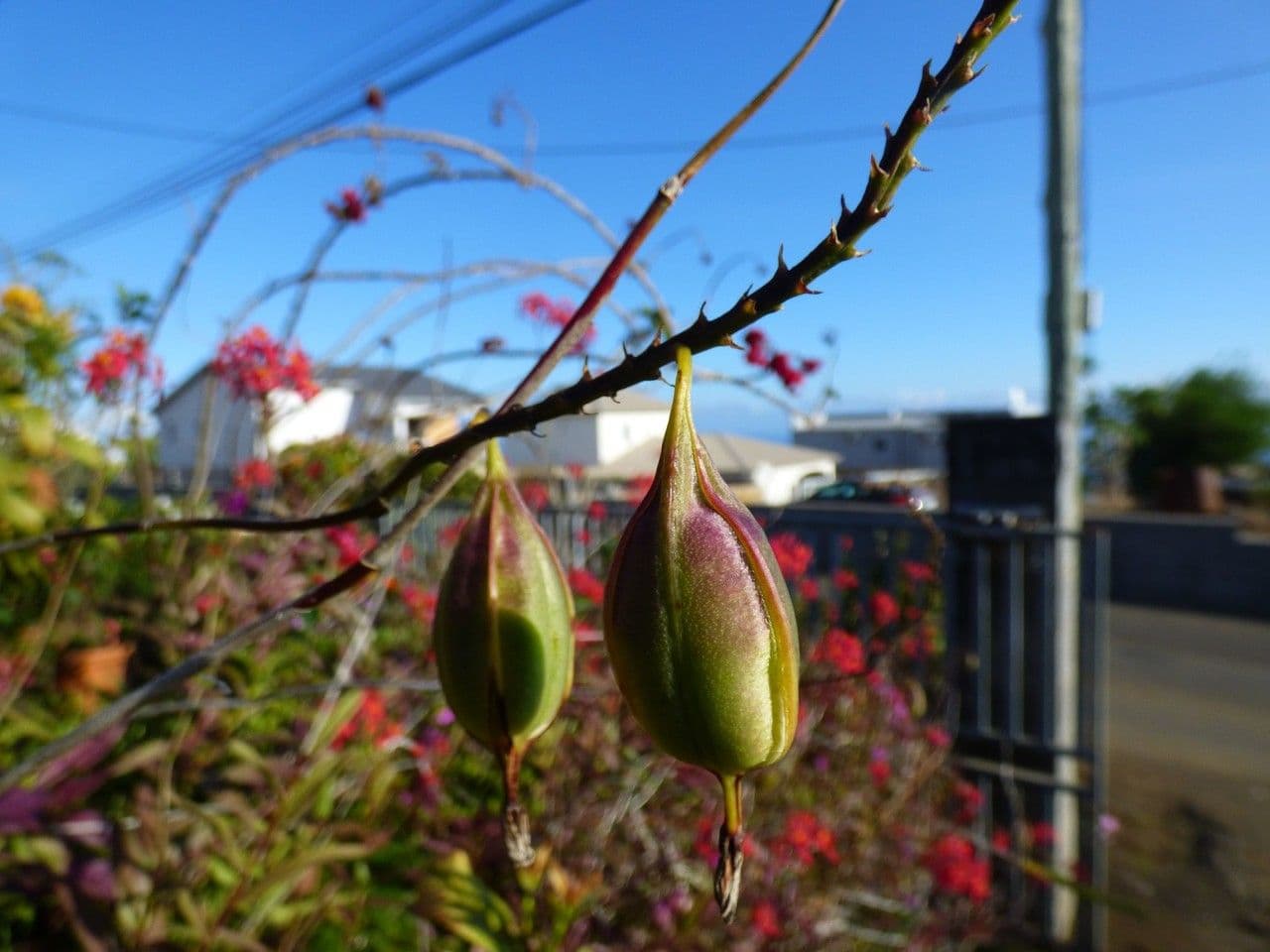 Epidendrum radicans 3