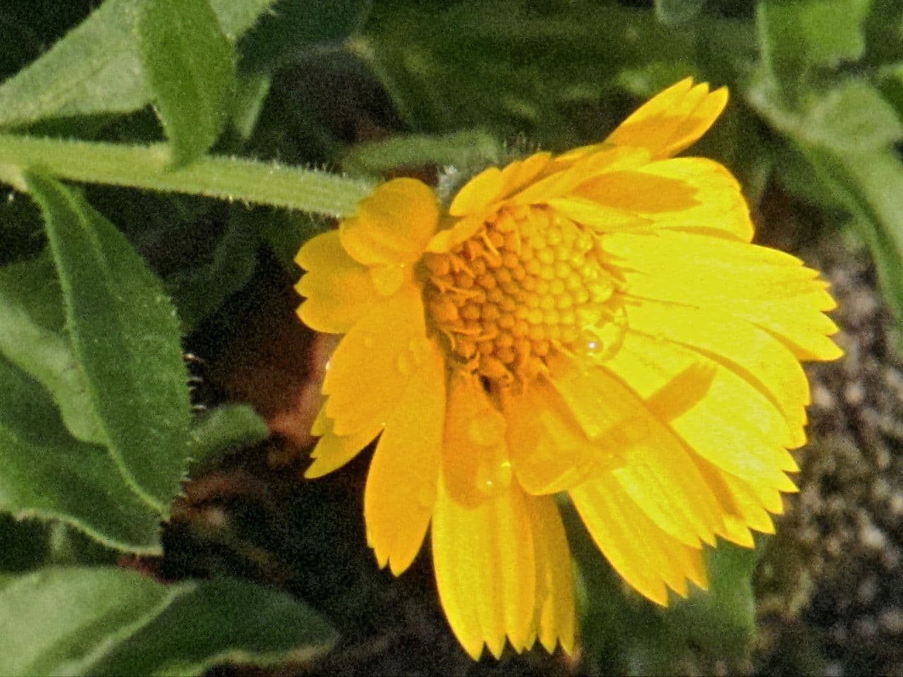 Acker-Ringelblume 7