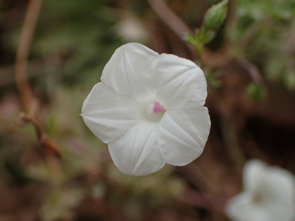 Ipomoea coptica